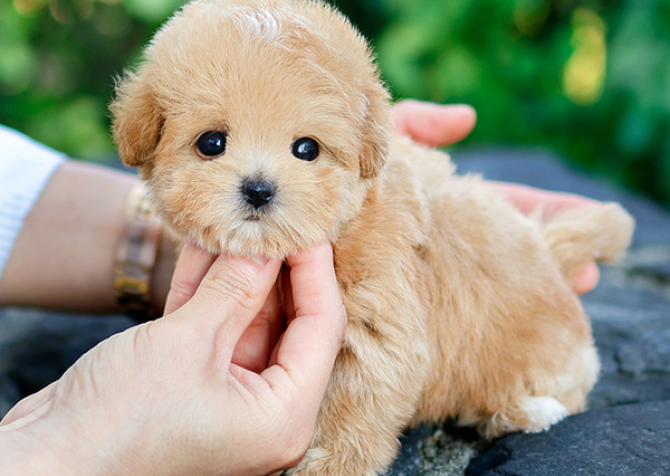 KORE KAN TOY POODLE